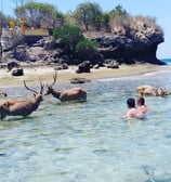 a man in a bodysuit is swimming in the ocean watching the deer taking shower at menjangan island
