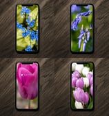 4 smartphone wallpapers. These are flowers 