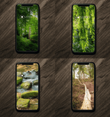 a group of four different pictures of a forest