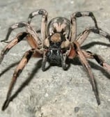 araignée araignée araignée araignée araignée araignée araignée araignée araignée araignée araignée