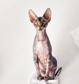 photo d'un chat de race sphynx