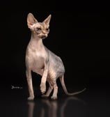 Shooting photo d'un sphynx