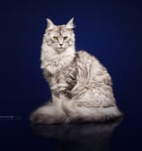 Shooting photo de notre maine coon 