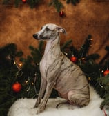 Shooting photo de notre femelle whippet