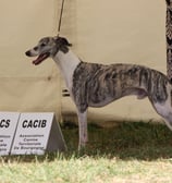 Mâle levrier whippet