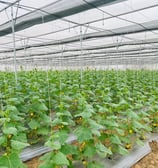 a large green plant growing in a large greenhouse - Hydrogreen Energy pvt ltd