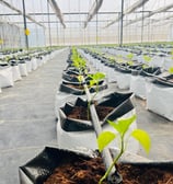 Green House Plant- Hydrogreen Energy Private Limited