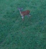 Three bucks in velvet standing in a green field, part of a group of deer in a peaceful outdoor setti