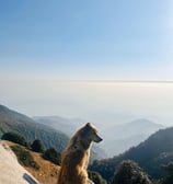 Triyund, Dharamshala, Himachal Pradesh, India