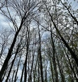 Under the woods, Kashmir, India