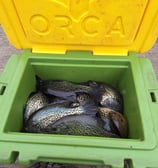 crappie fishing guide reelfoot