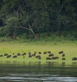 Elephant watching at Periyar Wildlife Sanctuary, Thekkady