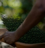 The Black Gold- Kerala Pepper