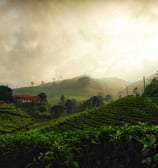 Lush tea plantations in Munnar, Kerala