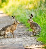 Zwei Feldhasen auf einem Weg. Foto: Philipp Geisler