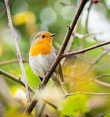 Ein Rotkehlchen im Garten in Grevenbrück. Foto: Philipp Geisler