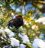 Amsel im Schnee. Foto: Philipp Geisler, Grevenbrück