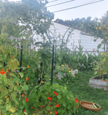 garden inspiration