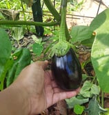 garden inspiration_2
