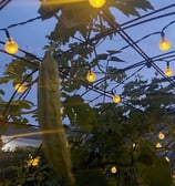 garden inspiration_8