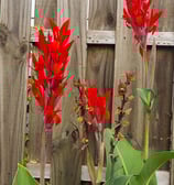 garden inspiration_7