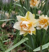 garden inspiration_3