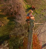 élagage drone