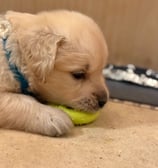 This is not food!