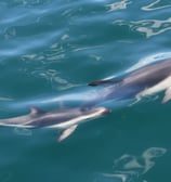 avistaje de delfines