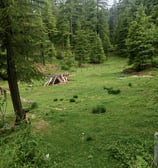 a field with a pile of logs and a pile of logs