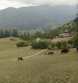 a herd of cattle grazing on a grassy field