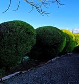 Hedge Trimming Longdon Tewkesbury