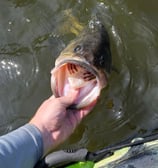a person holding a fish in the water