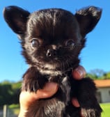 Filhote de chihuahua micro