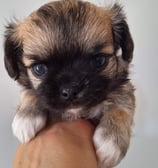 Filhote de chihuahua macho