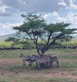 viaggi tour safari