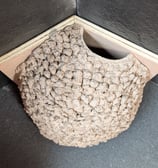 Single apex nest cup made to measure by Nest Cup Box