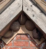 Apex nest cups with half cup to encourage building by Nest Cup Box