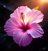 a pink flower with a sun shining in the background