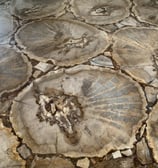 The luxurious and elegant look of fossilized wood from millions of years ago 2