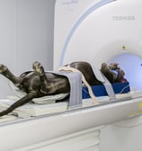 Chien accroché qui passe dans un IRM
