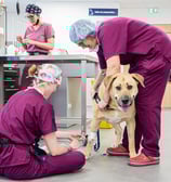 Les ASV du CHV préparent l'opération chirurgicale d'un chien