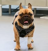 Bouledogue qui regarde l'objectif après son opération
