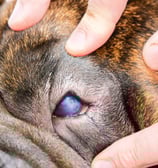 Focus sur l'œil d'un chien avant son opération