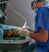 Le Dr Guzu réalise une opération dentaire sur un chat