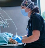 Le docteur Giacomazzi réalise une opération dentaire sur un chien