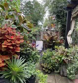 Andy Albright's garden