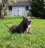 a dog sitting in the clean grass