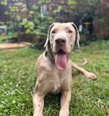 a dog sitting in the clean grass
