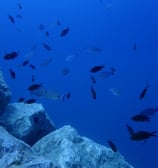 Espèces courantes des fonds rocheux méditerranéens